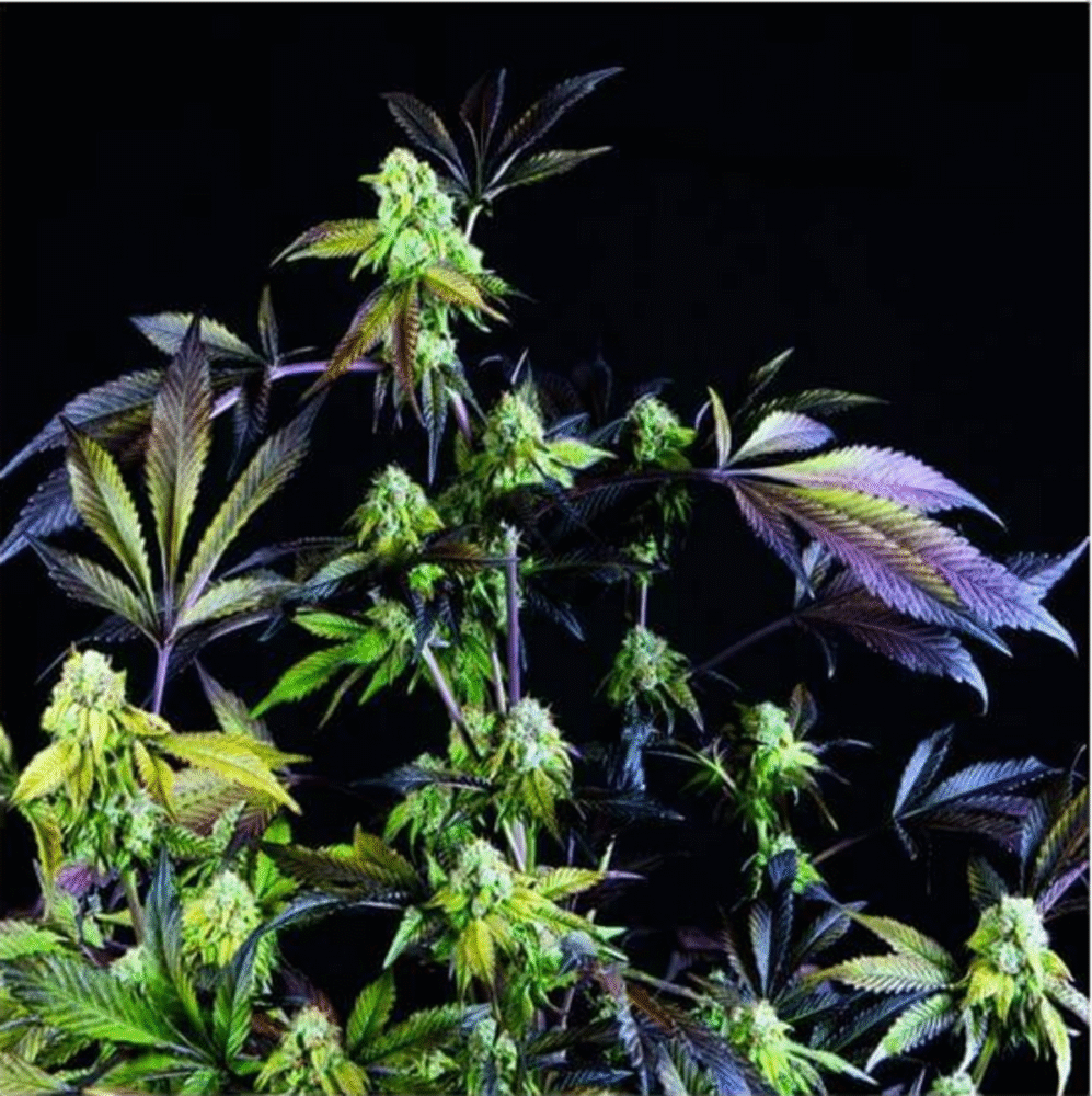 Sunset Sherbet Feminisiert-3 Samen - Seeds24