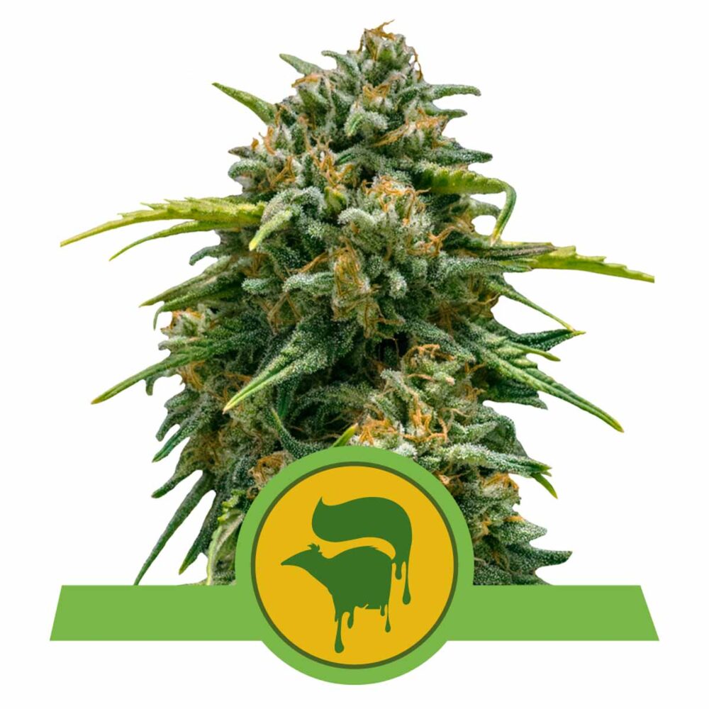 Sweet Skunk Automatic-3 Samen - Seeds24