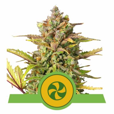 Sweet ZZ Automatic-3 Samen - Seeds24