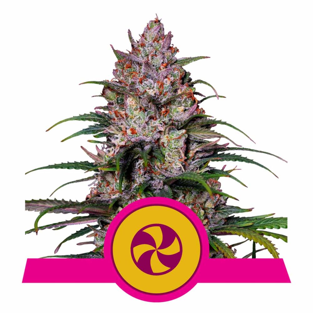Sweet ZZ Feminisiert-3 Samen - Seeds24