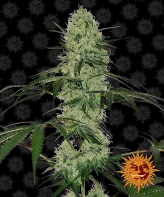 Tangerine Dream Auto-3 Samen - Seeds24