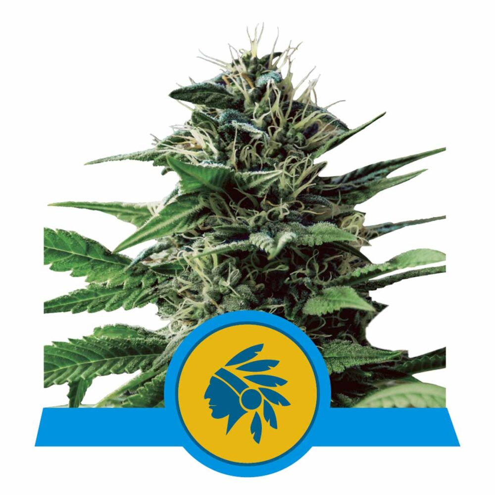Tatanka Pure CBD Feminisiert-3 Samen - Seeds24