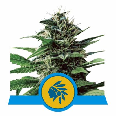 Tatanka Pure CBD Feminisiert-3 Samen - Seeds24