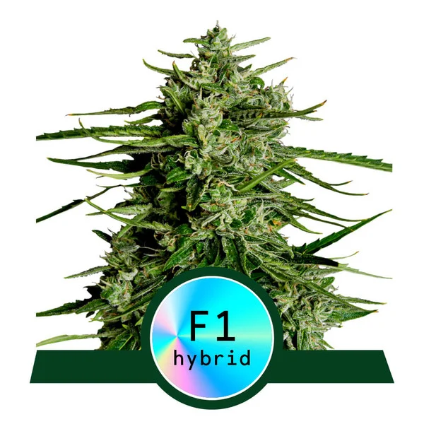 Titan F1 Automatic-3 Samen - Seeds24