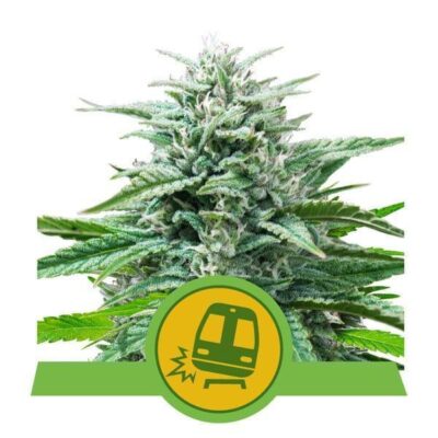 Trainwreck Automatic-3 Samen - Seeds24