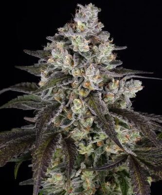 Trainwreck Feminisiert-3 Samen - Seeds24