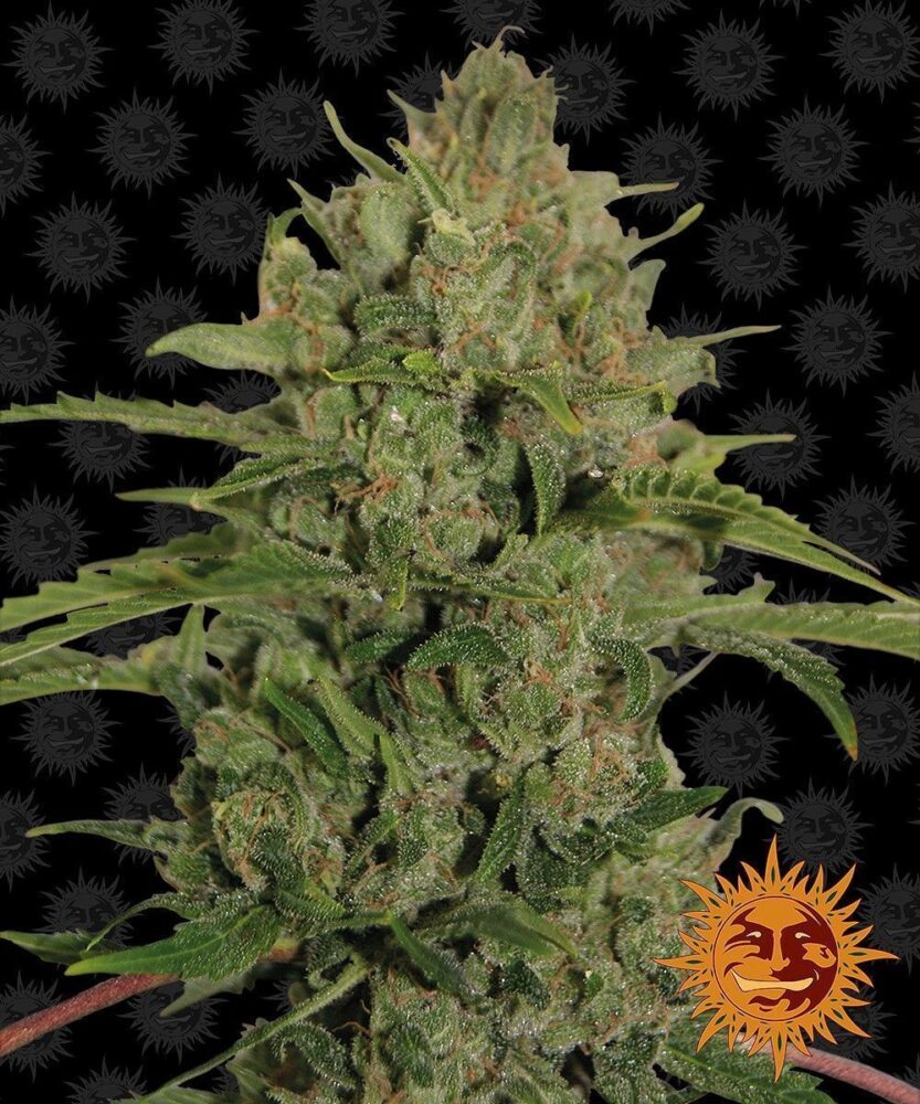 Triple Cheese Feminisiert-3 Samen - Seeds24