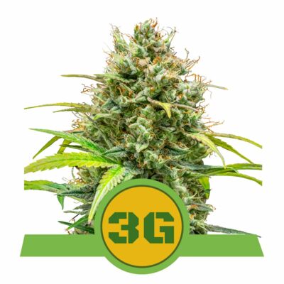 Triple G Automatic-3 Samen - Seeds24