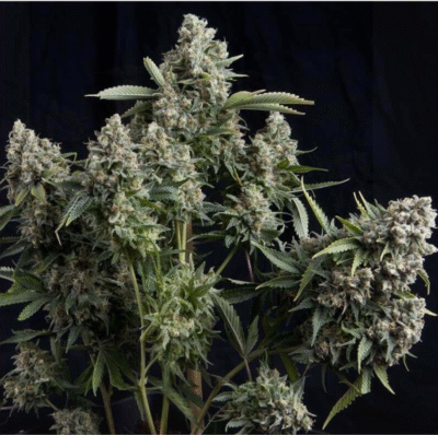 Tutankhamon Feminisiert-3 Samen - Seeds24