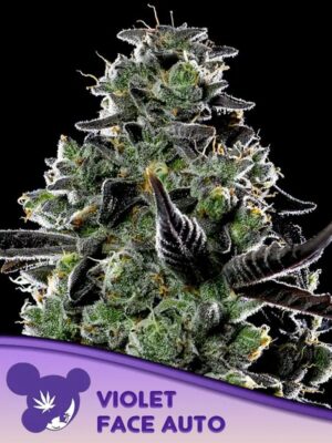 Violet Face Auto-3 Samen - Seeds24
