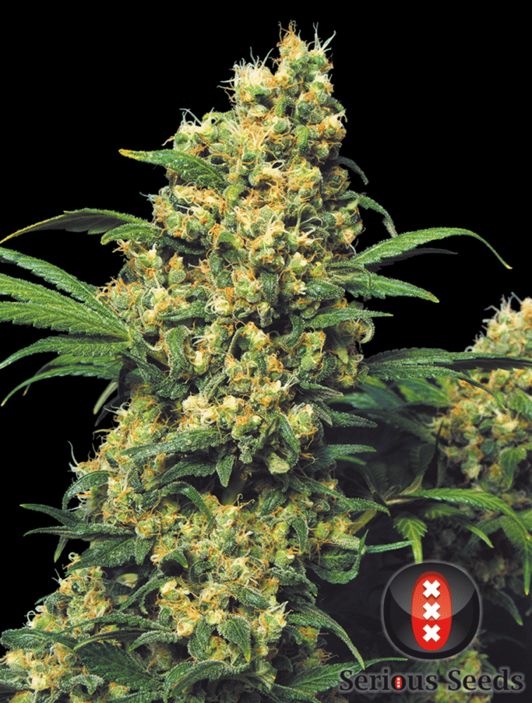 Warlock Feminisiert-3 Samen - Seeds24
