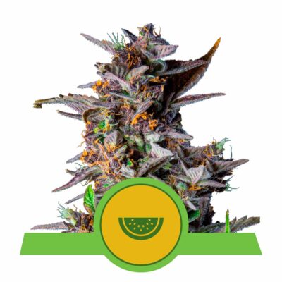 Watermelon Automatic-3 Samen - Seeds24