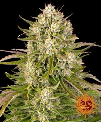 Wedding Cake Auto-3 Samen - Seeds24
