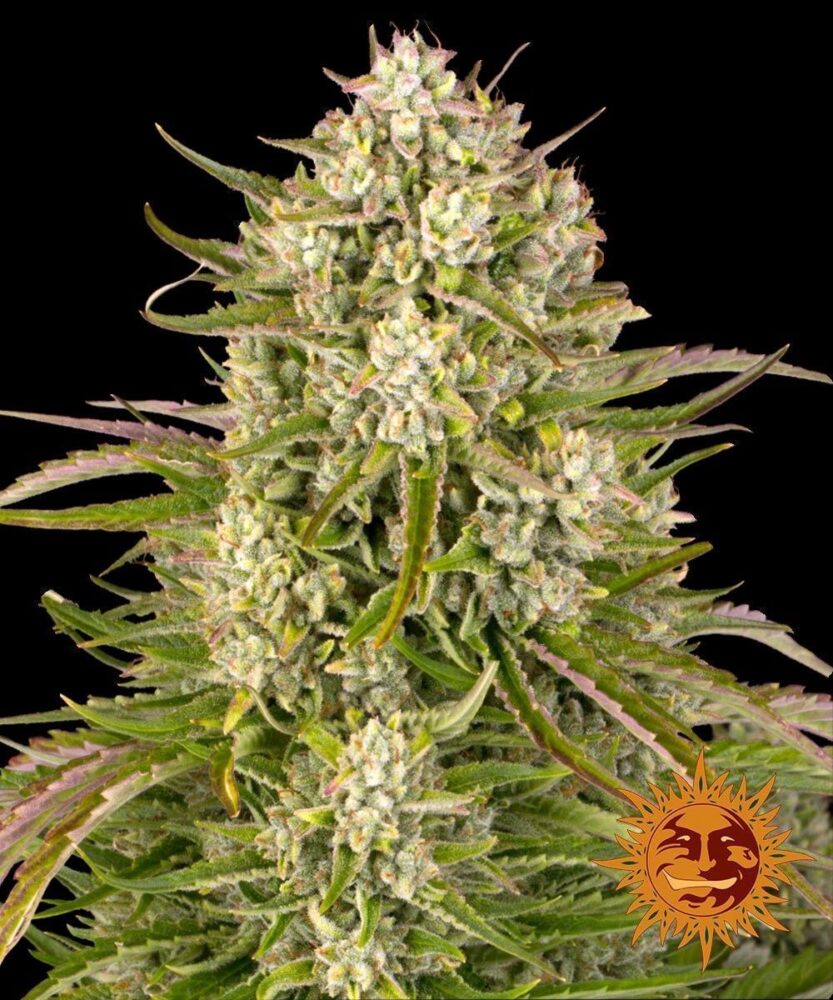 Wedding Cake Auto-3 Samen - Seeds24