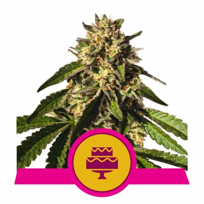 Wedding Gelato Feminisiert-3 Samen - Seeds24