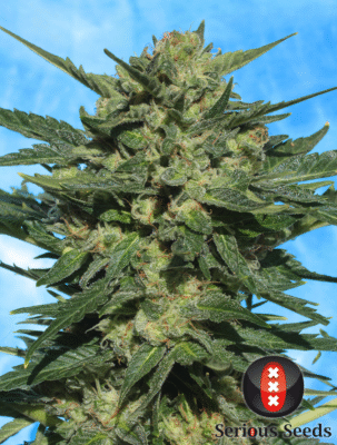 White Russian Auto-3 Samen - Seeds24