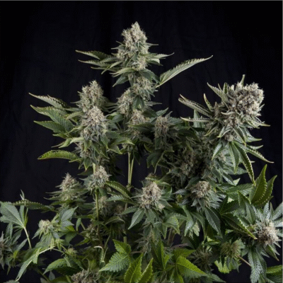 White Widow CBD Feminisiert-3 Samen - Seeds24