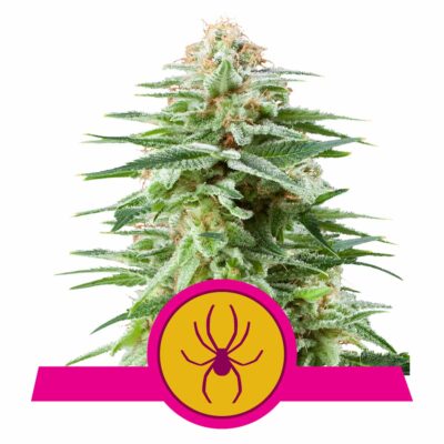 White Widow Feminisiert-3 Samen - Seeds24
