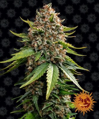 White Widow XXL Auto-3 Samen - Seeds24