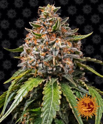 White Widow XXL Feminisiert-3 Samen - Seeds24